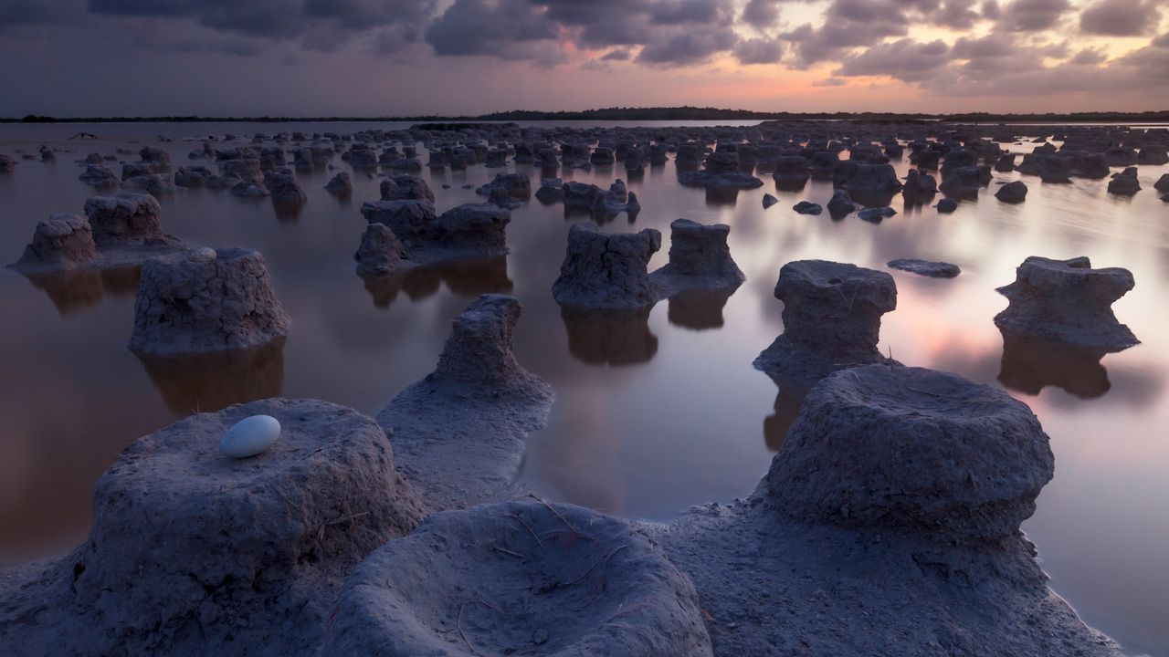 Caribbean flamingo nests, Ría Lagartos Biosphere Reserve, Yucatán, Mexico