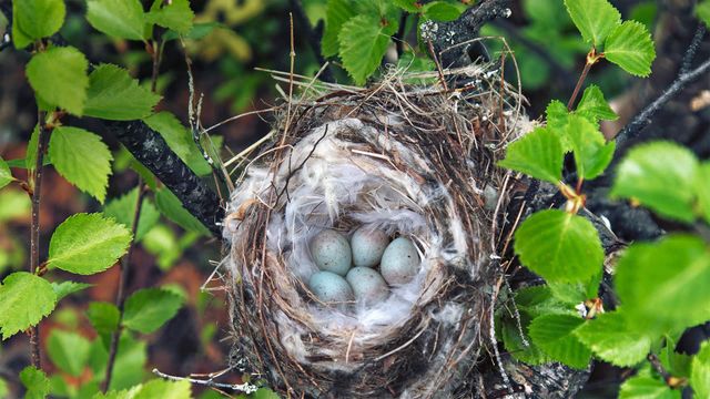 Arctic redpoll nest in Lapland, Finland