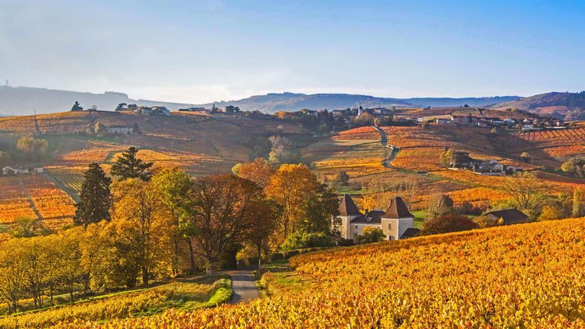 Paisjae en la region vinícola del Beaujolais, Francia