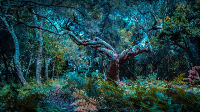 Forêt de lauriers à Madère, Portugal