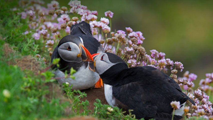 一对大西洋海雀在接吻，设得兰群岛，苏格兰
