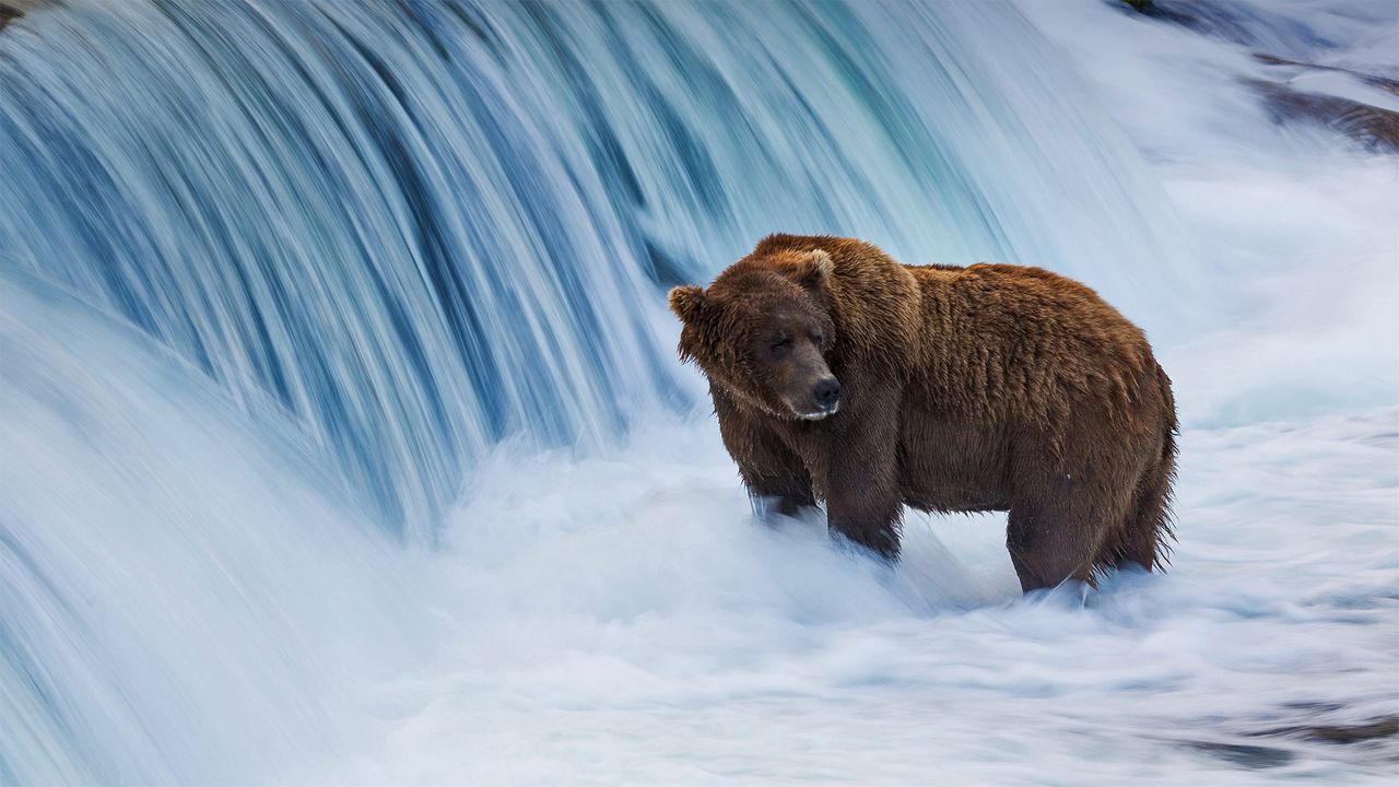 Brown bear in the Brooks River, Katmai National Park, Alaska, USA