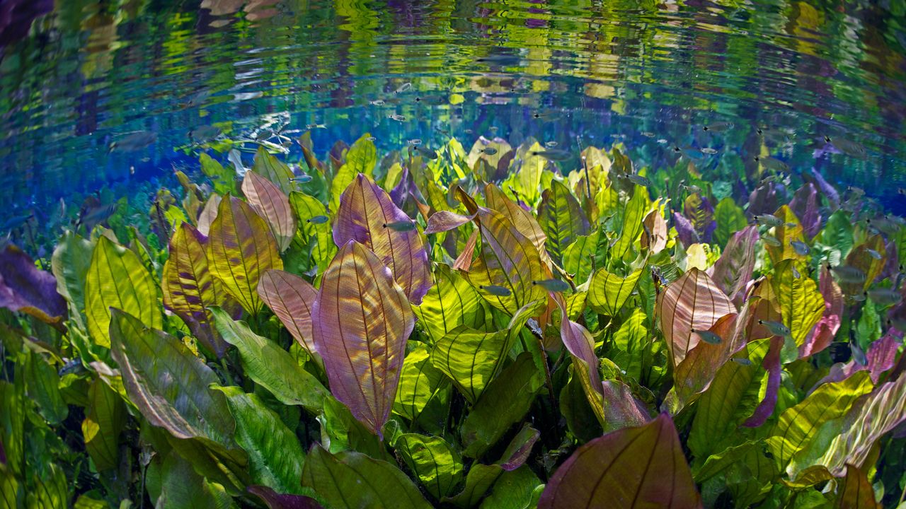 Underwater river scene with freshwater plants and tetra fish, Aquário Natural, Rio Baia Bonito, Mato Grosso do Sul, Brazil