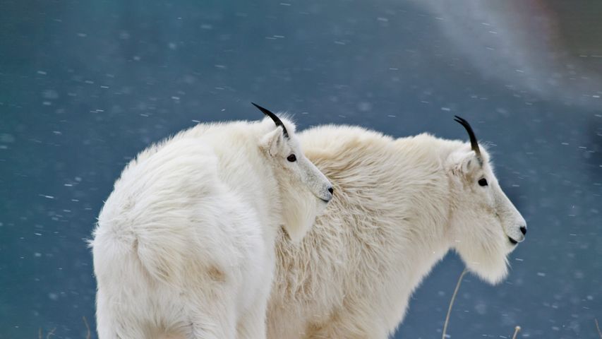 冰川国家公园的山羊，美国蒙大拿州