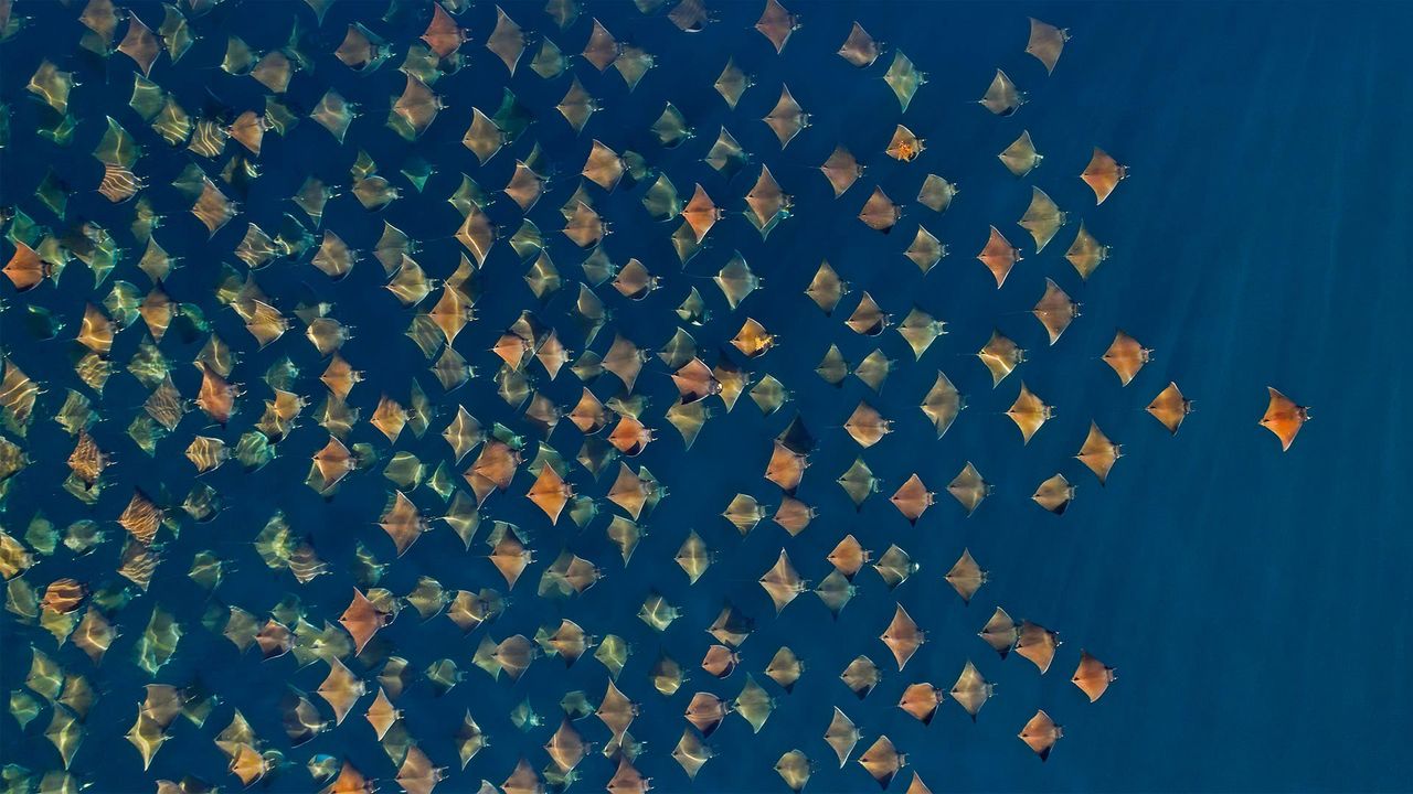 ｢ムンクイトマキエイの群れ｣メキシコ, カリフォルニア湾