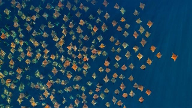 Munk's pygmy devil rays, Gulf of California, Mexico