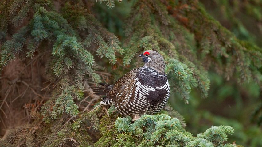 Spruce grouse in a spruce tree in Denali National Park and Preserve, Alaska