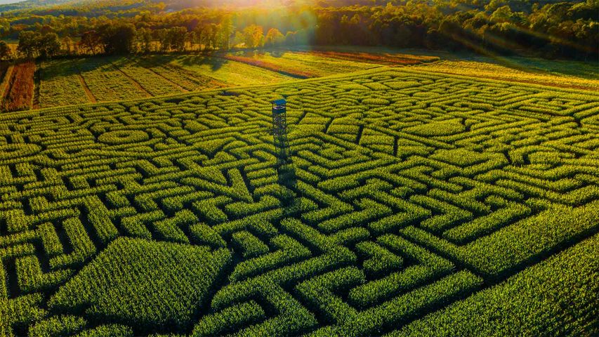 Mazezilla-Maislabyrinth auf der Klingel’s Farm in Pennsylvania, USA