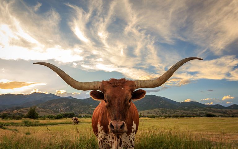 Antlers and Horns Theme for Windows 10