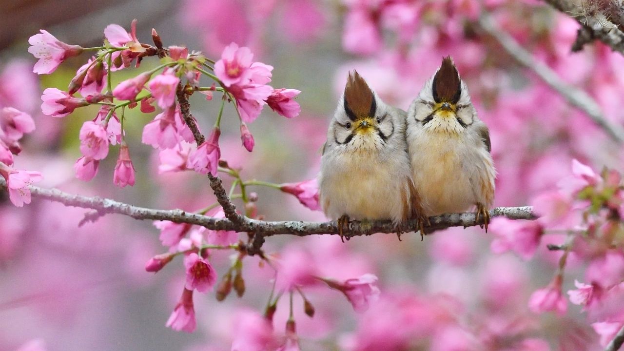 Yuhina de Taïwan, Aire panoramique nationale d’Alishan, Taïwan