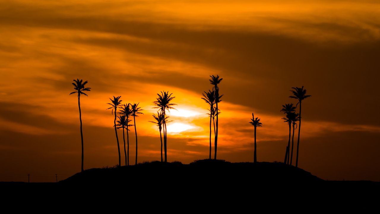 Silhueta de Árvores contra o Céu Alaranjado, Jericoacoara, Ceará