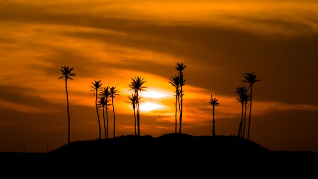 Silhueta de Árvores contra o Céu Alaranjado, Jericoacoara, Ceará