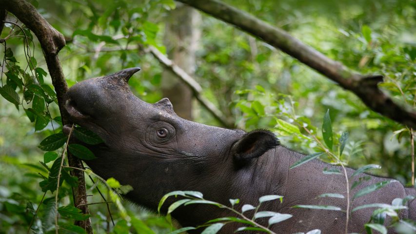 Rinoceronte de Sumatra, Parque Nacional Way Kambas, na Indonésia