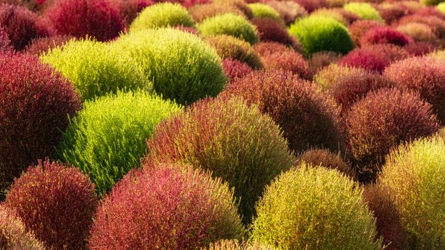 Campo de kochia, China