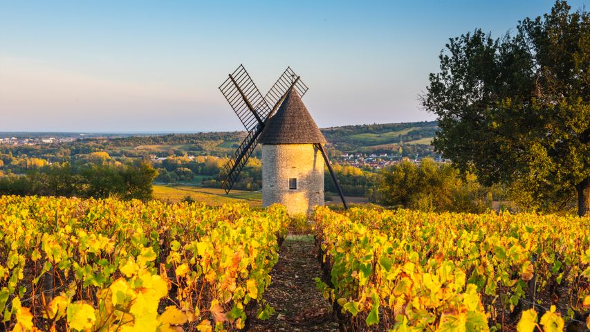 Moulin à vent dans les vignes, France