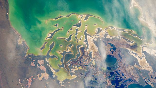 Tangled Lake Shores, Lake Tengiz, Kazakhstan