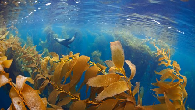 海の中にある森, メキシコ バハ・カリフォルニア州
