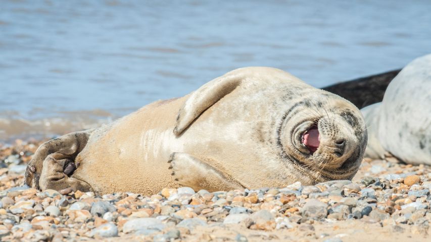 Grey seal with laughing expression on a stony beach in Norfolk, England