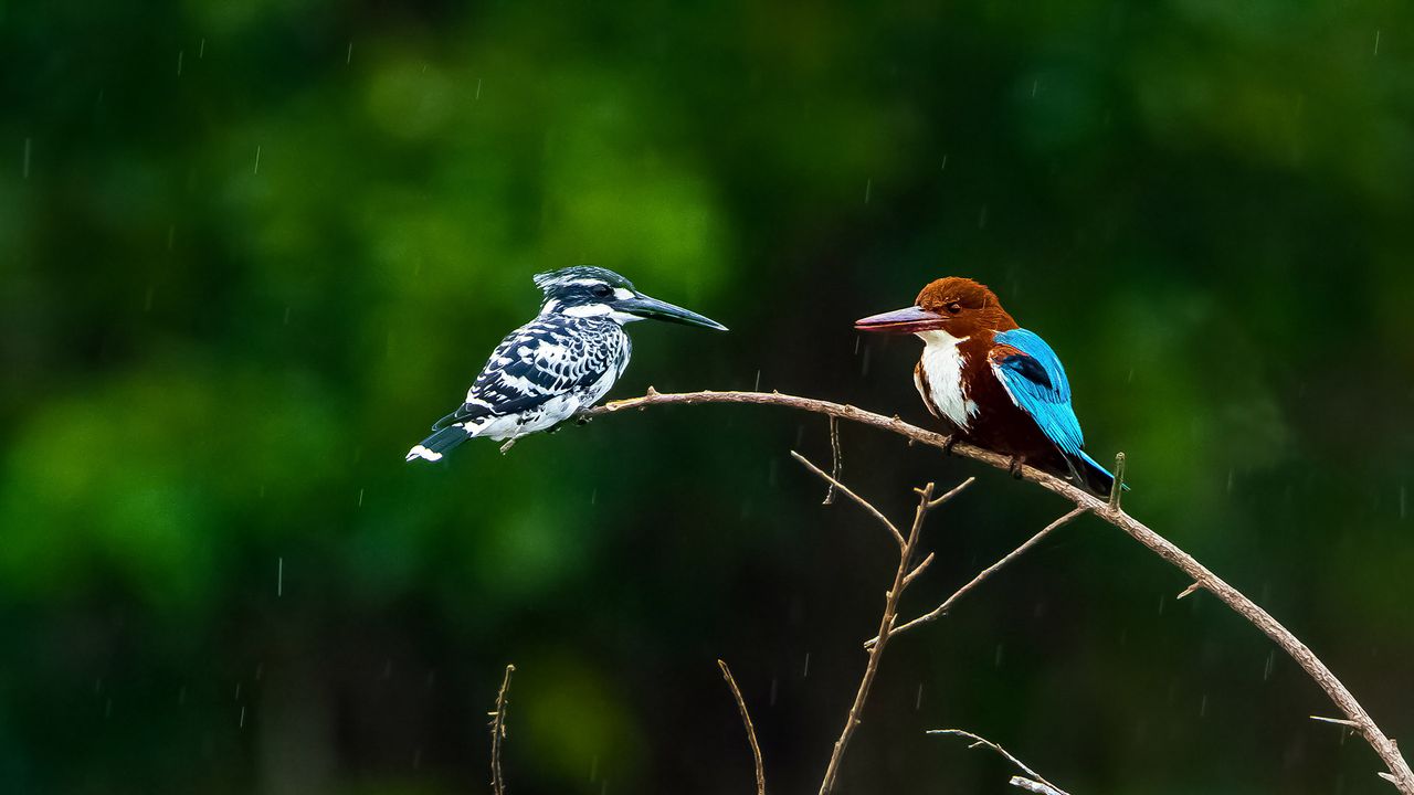 Two kingfishers at the Nagarahole National Park, Karnataka