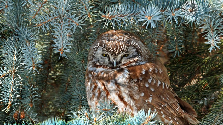 Boreal owl, Saskatchewan, Canada