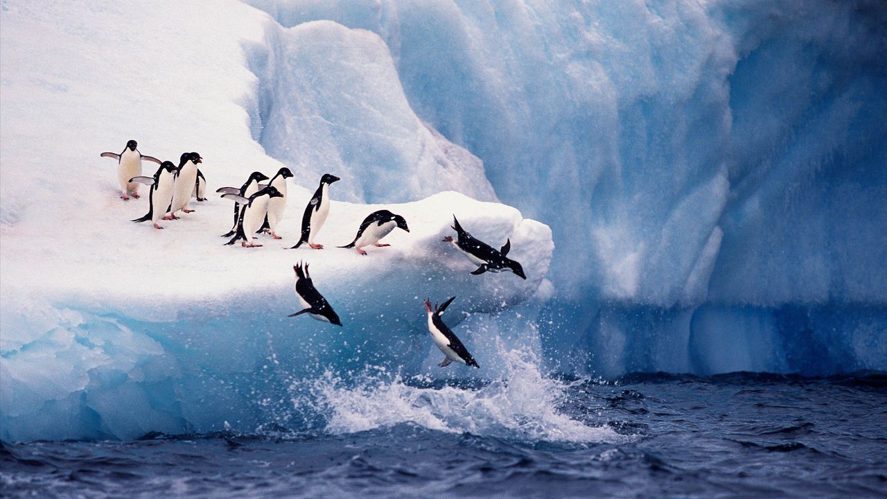 Adélie penguins diving from iceberg, Antarctica