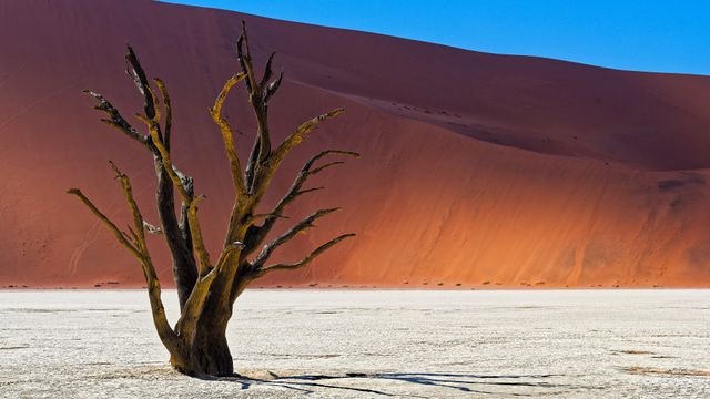 Barren beauty