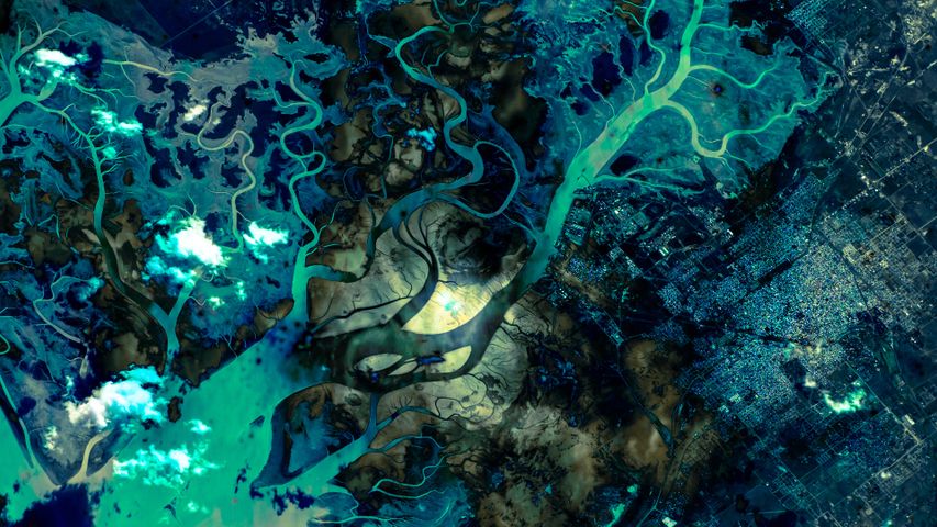 A tangled 'bay'