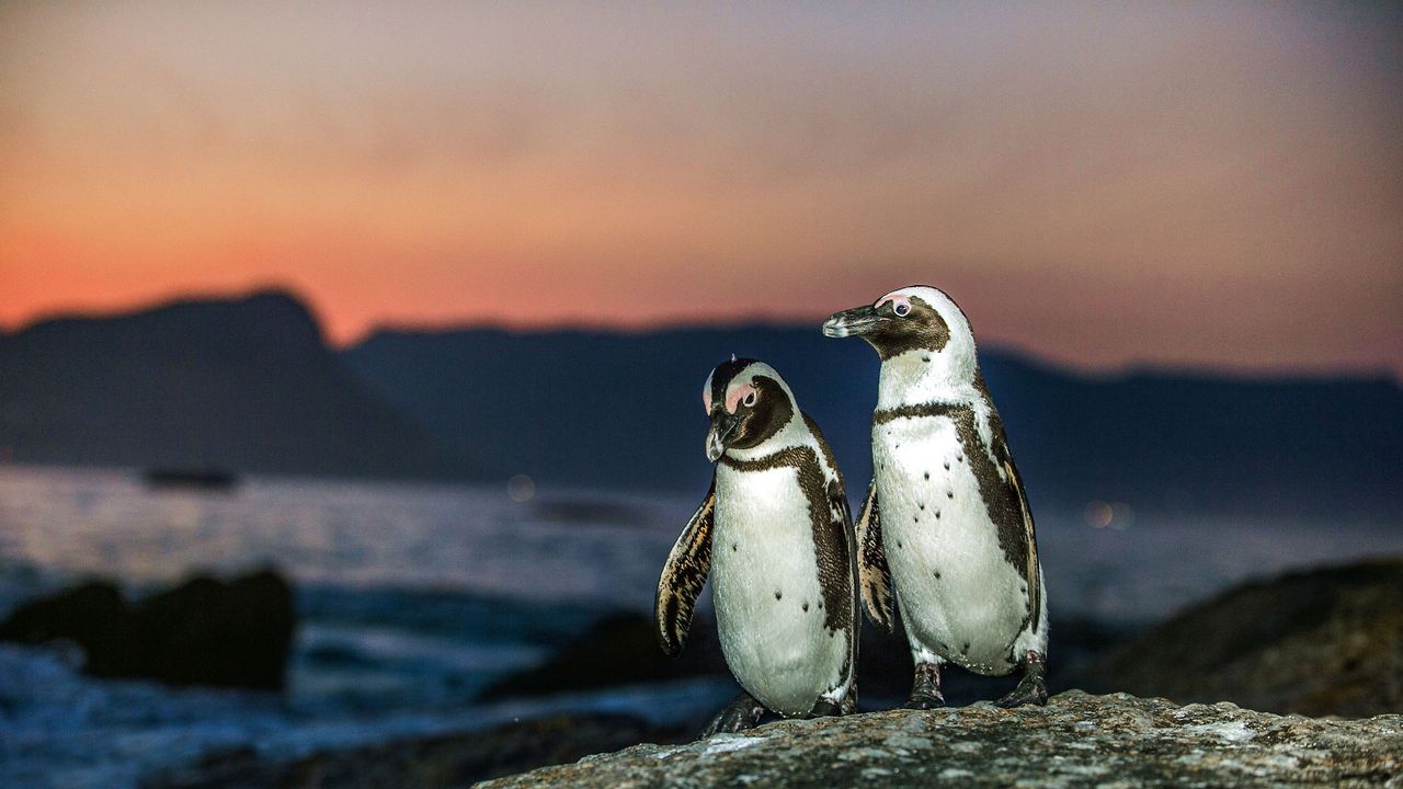 Two African Penguins, Rocky Coast, Sunset, Boulders Beach, Simon's Town, South Africa