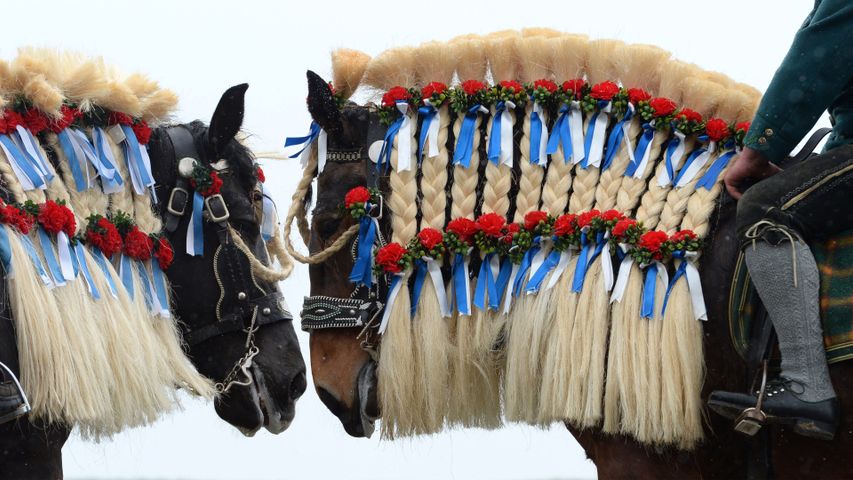 Traunsteiner Pferde beim traditionellen St. Georgi-Ritt am Ostermontag in bayerischen Farben geschmückt, Deutschland
