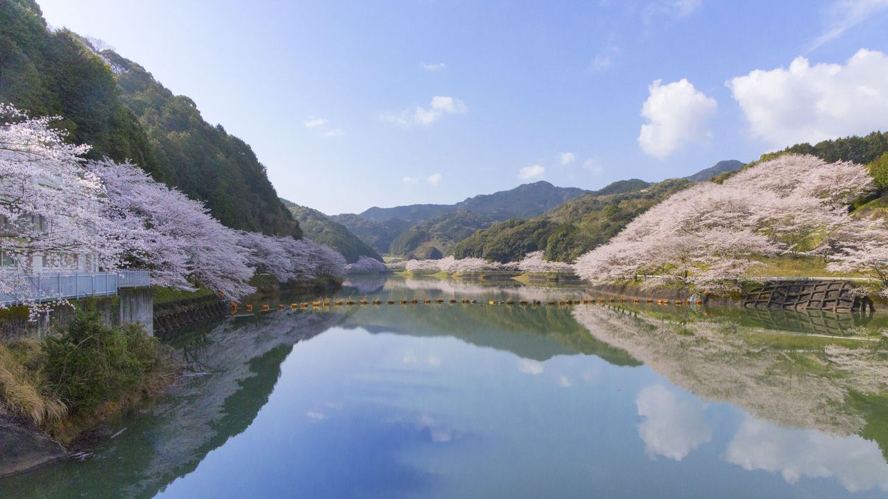 Cherry blossoms, Kyushu