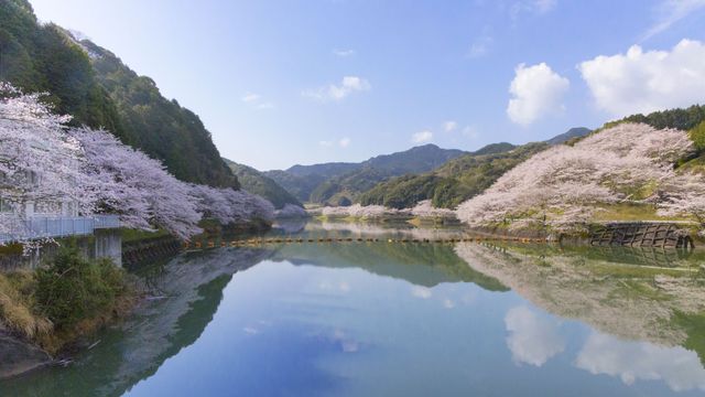 Cherry blossoms, Kyushu