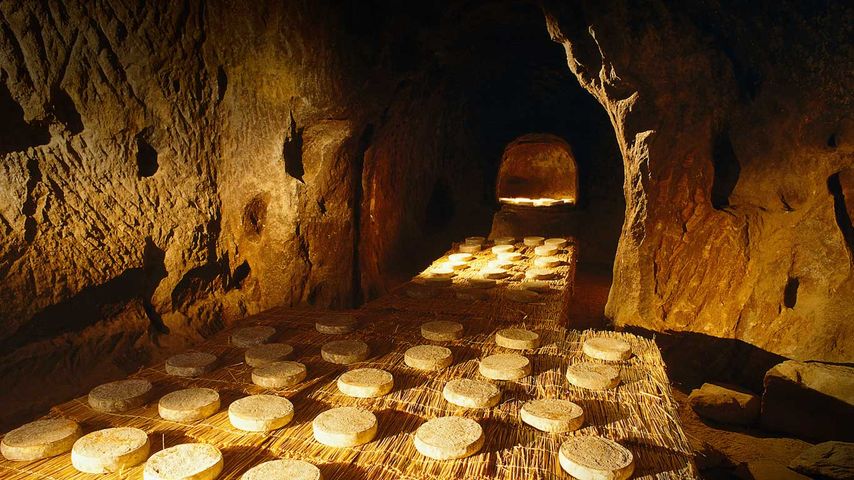 Fromages saint-nectaire en cours d’affinage dans une cave, Haute-Loire, Auvergne