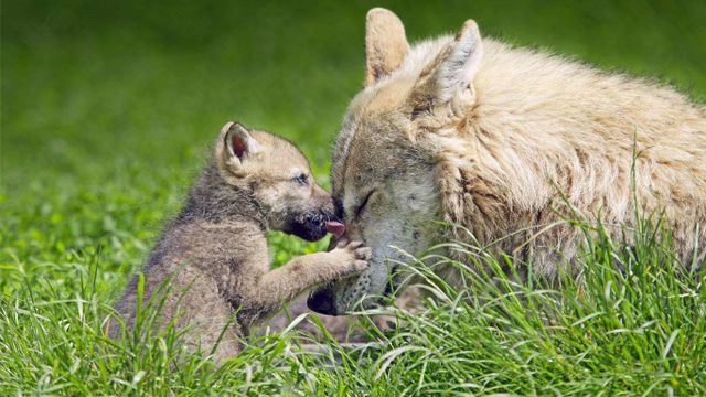 Mother wolf and pup