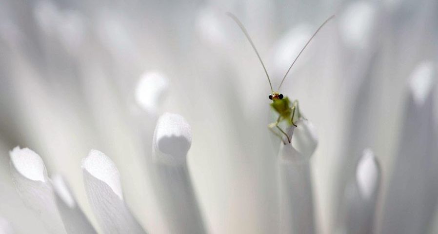 Green lacewing perched on a petal