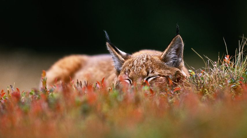 Lynx boréal dans le parc national de Šumava, Tchéquie 
