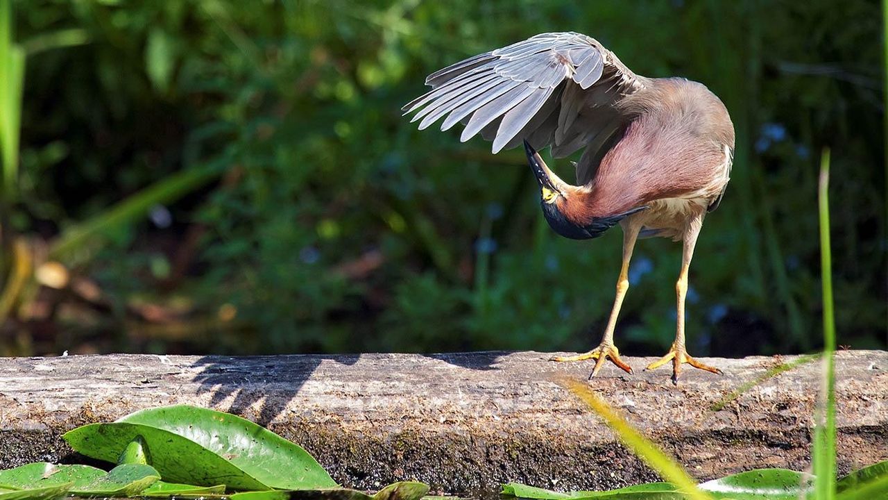 ｢アメリカササゴイ｣アメリカ, ワシントン州, シアトル, ワシントンパーク植物園