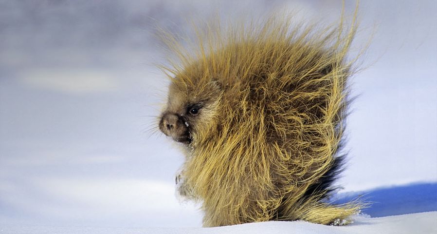 加拿大萨斯喀彻温省冬日觅食的豪猪