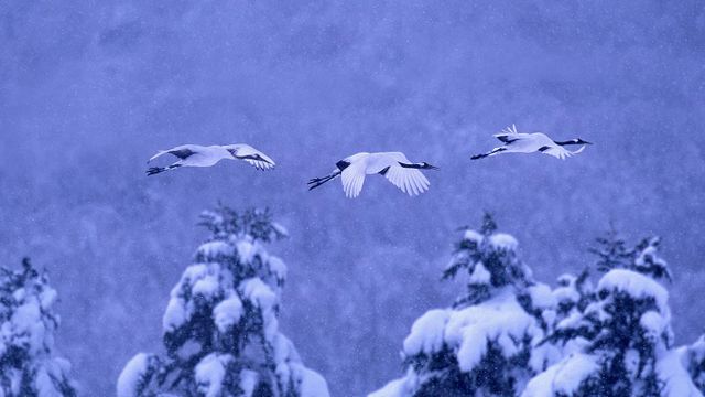 Red-crowned cranes in Akan National Park, Hokkaido, Japan 
