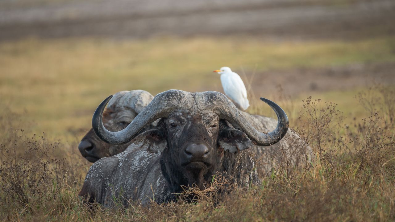 Bufle d’Afrique, Cratère du Ngorongoro, Tanzanie