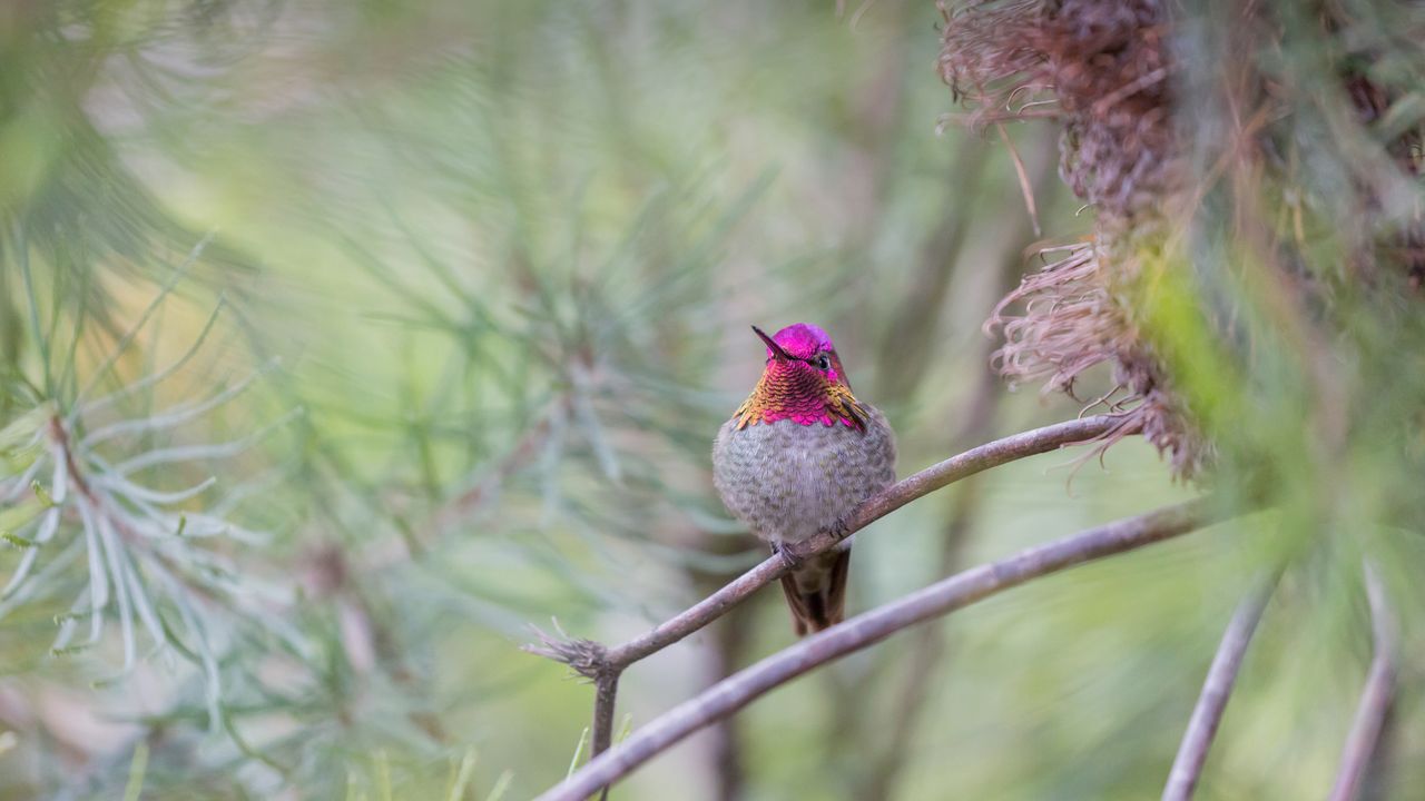 Colibrí de Ana, Santa Cruz, California, EE. UU.