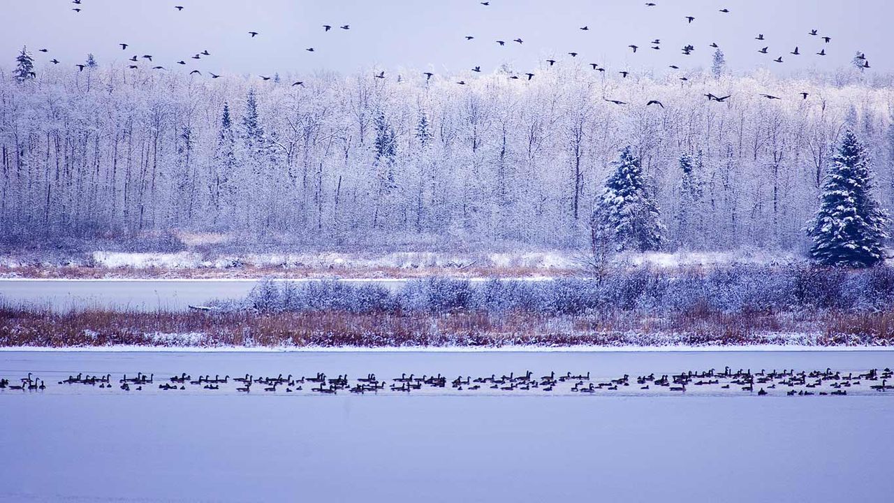 Canada geese fly through Elk Island National Park, Alberta, Canada