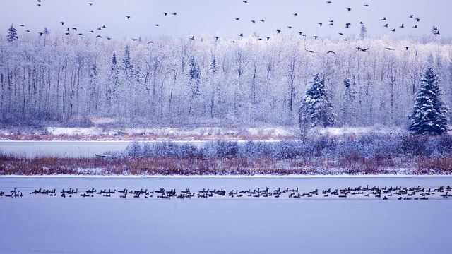 Canada geese fly through Elk Island National Park, Alberta, Canada