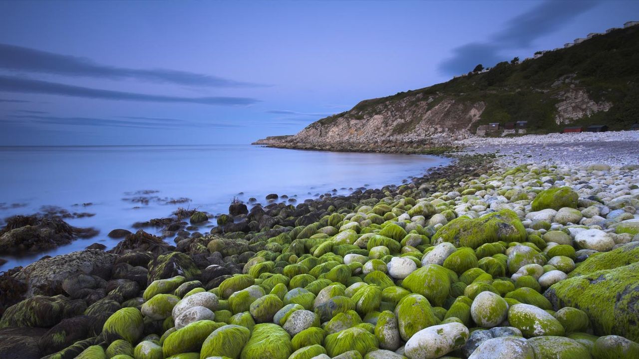Algae-covered pebbles at Church Ope Cove, Dorset, England
