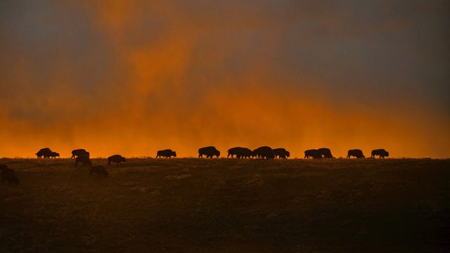 Bison at Wind Cave National Park, South Dakota