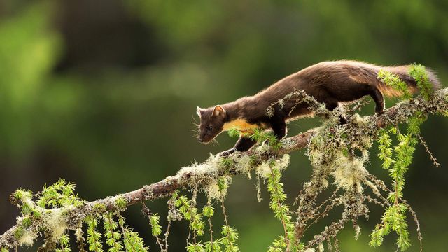 Pine Marten (Martes martes) on larch branch, Perthshire