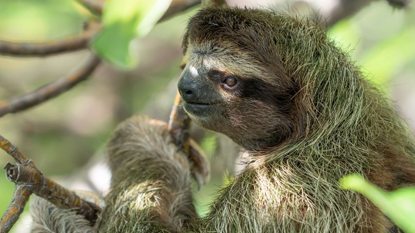 Sloths PREMIUM Windows 10 Theme