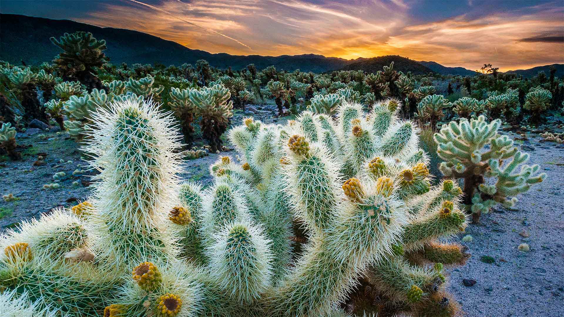 Cholla Cactus Garden im Joshua Tree Nationalpark, Kalifornien, USA ...
