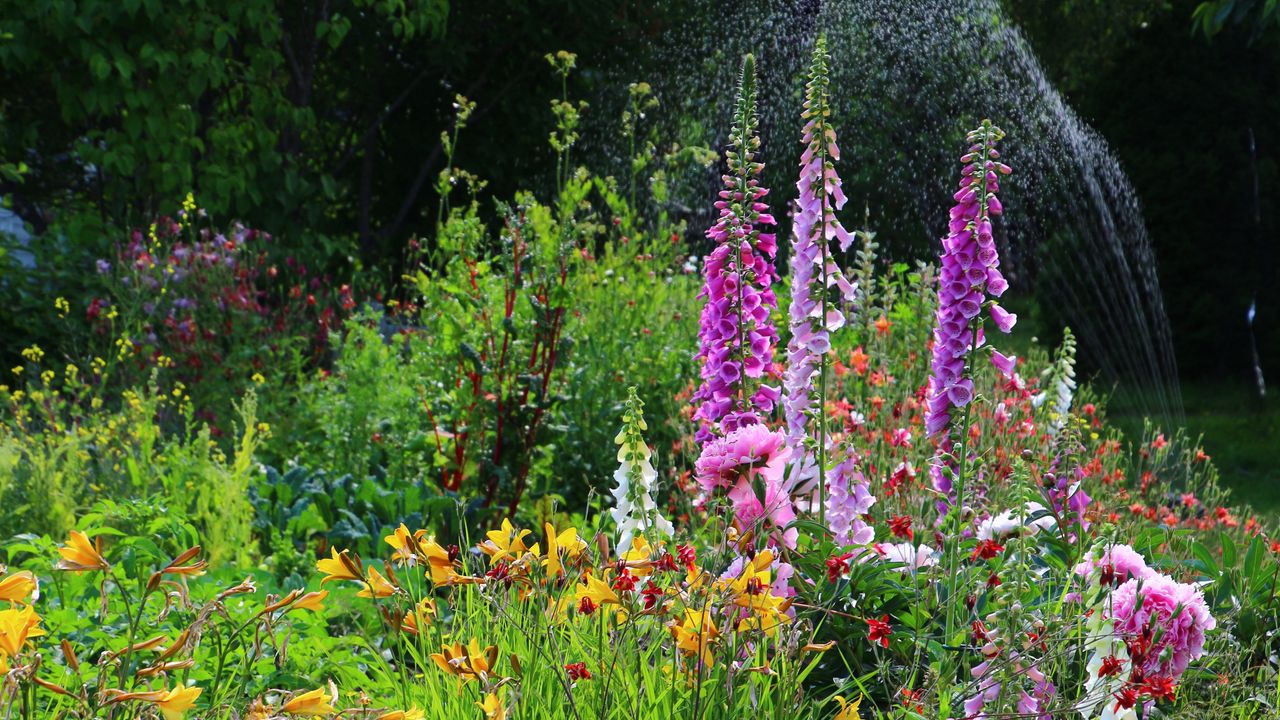 Flowers blooming in a garden, Alaska