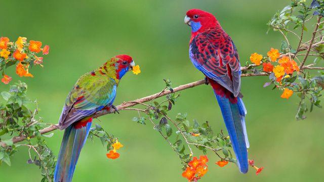 Crimson rosella with juvenile, Victoria, Australia