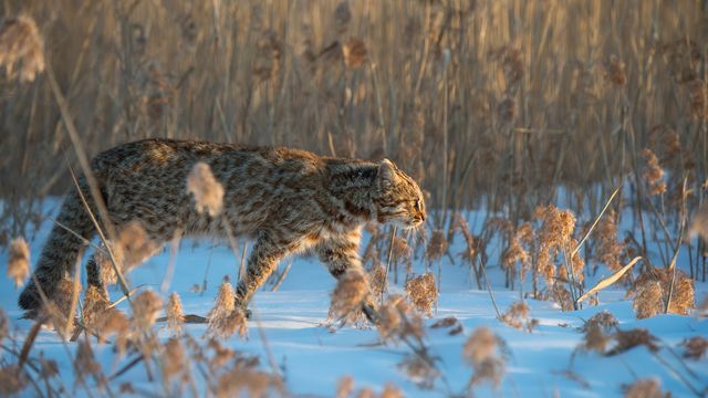 Amur‑Leopardkatze, Russland